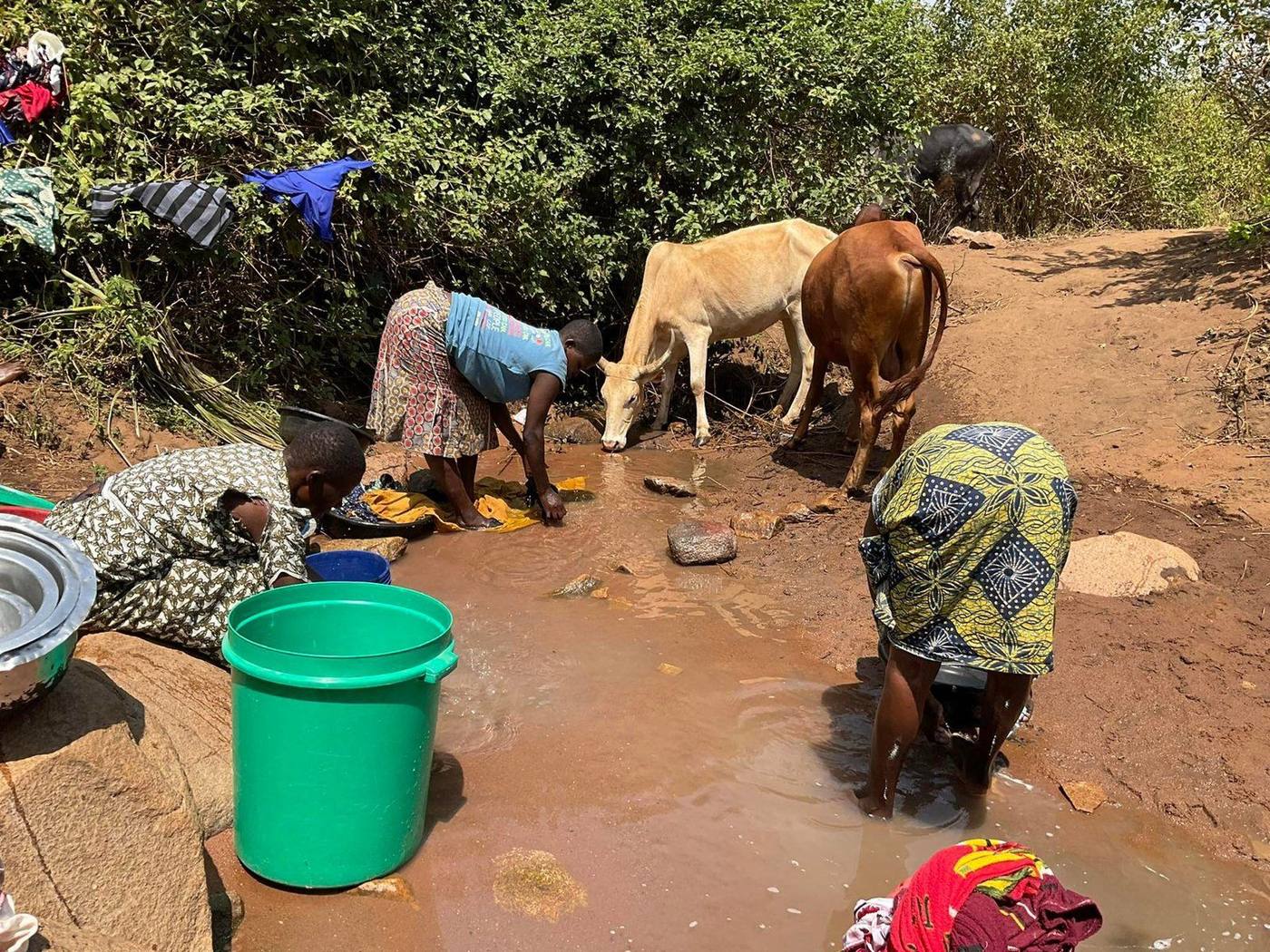 Women collect water from a shallow pool beside a cow
